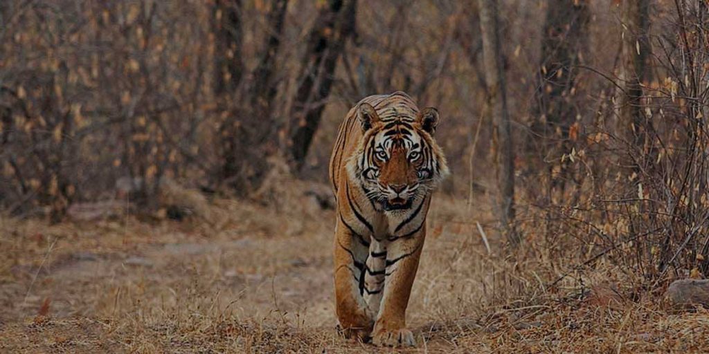 Ranthambore 1