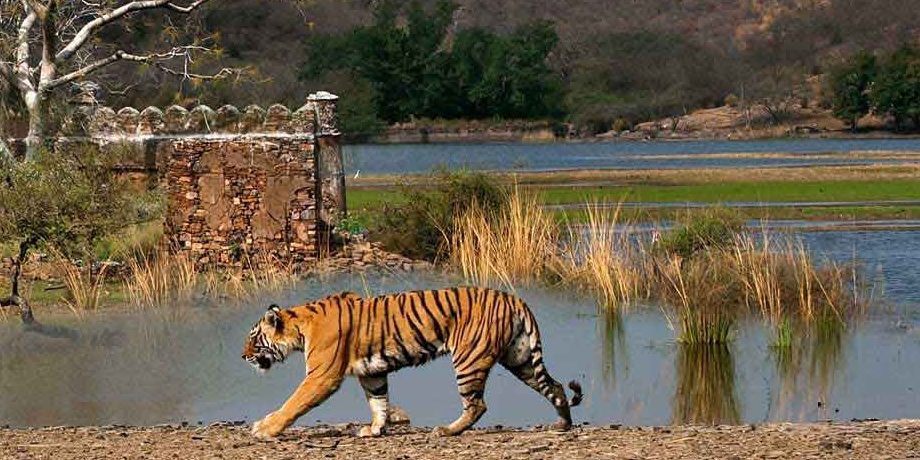 Indian Leopard